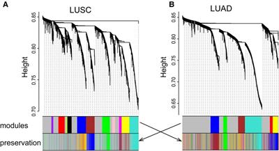Shared network pattern of lung squamous carcinoma and adenocarcinoma illuminates therapeutic targets for non-small cell lung cancer